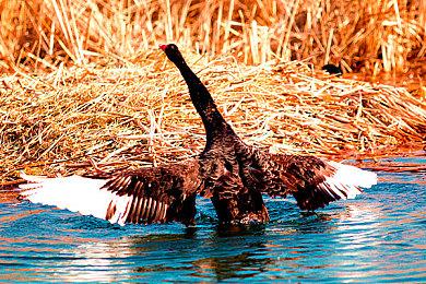 《激战2》新资料片住宅系统大改 玩家要搬家到海岛天堂